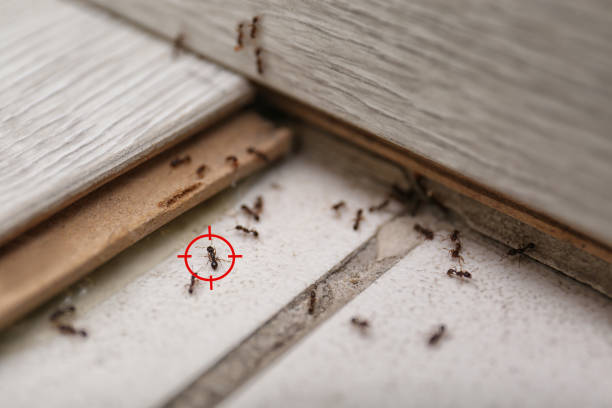 Best Best Pest Control Companies  in Racine, WI